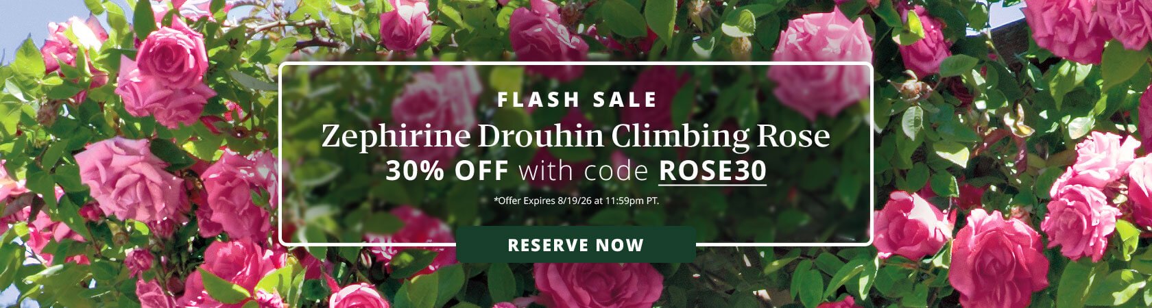Flash Sale 30% off Zephirine Drouhin Climbing Rose with code ROSE30