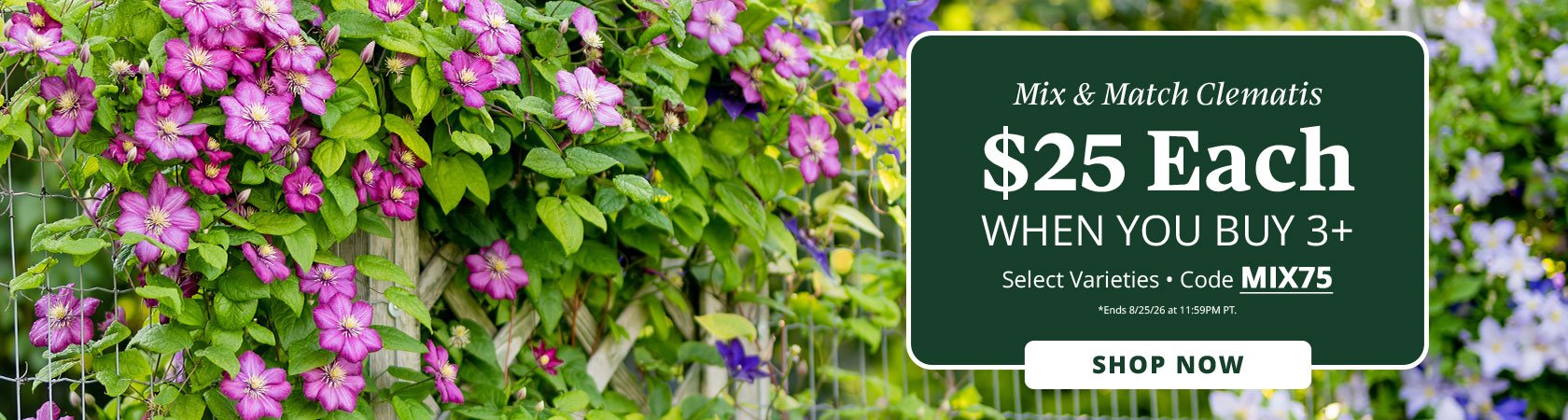 Mix & Match Clematis $25 EACH When You Buy 3+ Select Specially Marked Varieties • Code MIX75