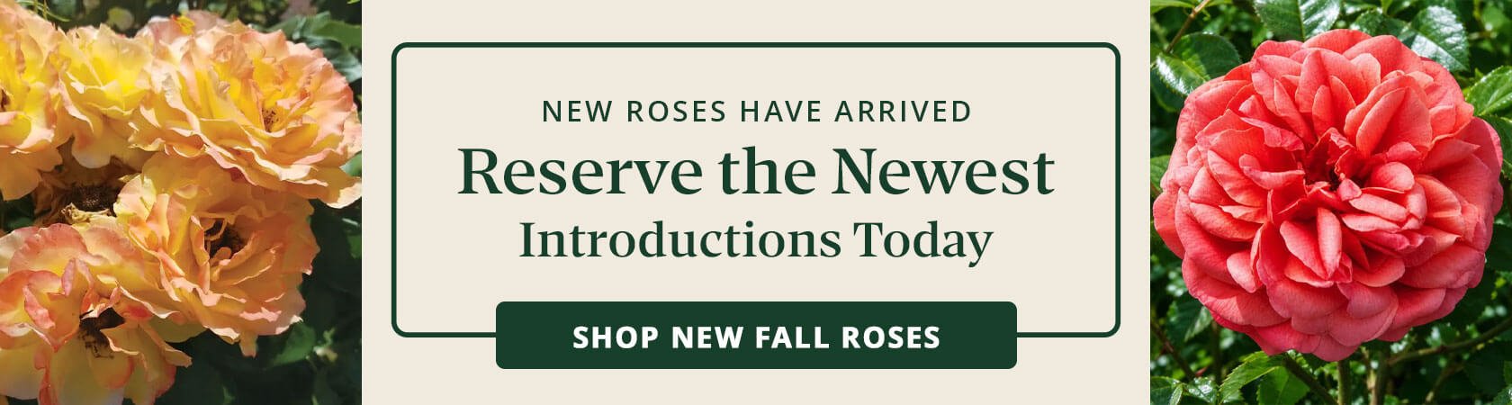 New Roses 2026: The most exciting new breeding in the rose world!