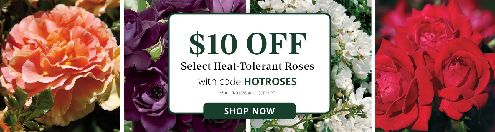 Heat Tolerant Rose Sale $10 OFF each Rose Select Specially Marked Varieties • Code HOTROSES