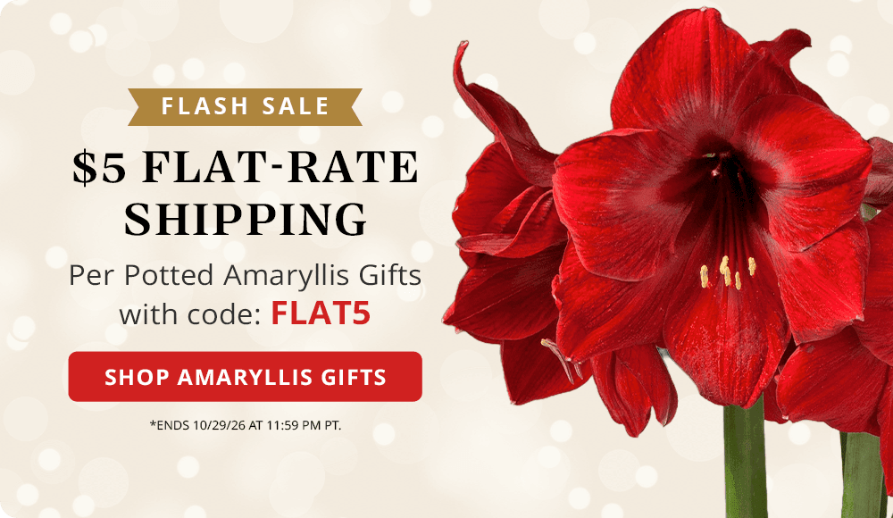 FLASH SALE - $5 Flat Rate Shipping on Potted Amaryllis Gifts with Code FLAT5