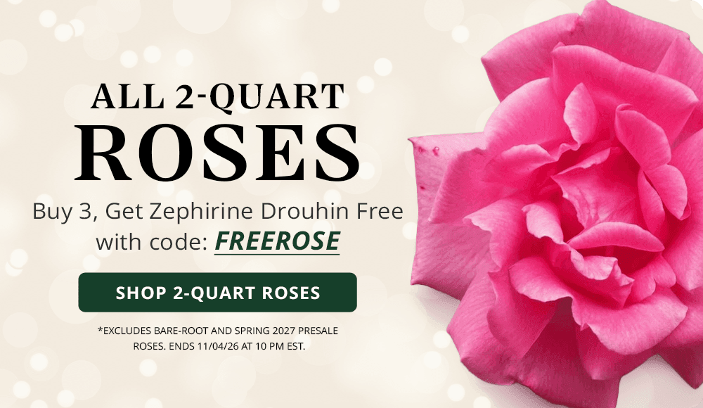 Choose 3 Roses. Your Climber Is on Us. Purchase three or more 2-quart roses and receive a FREE Zephirine Drouhin Climbing Rose. Use code FREEROSE at checkout.