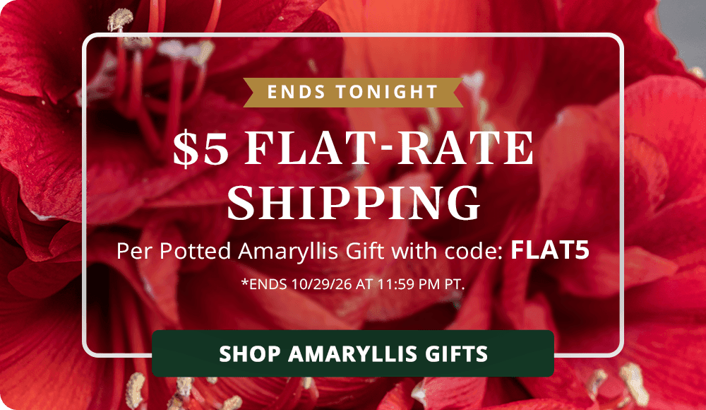 FLASH SALE - $5 Flat Rate Shipping on Potted Amaryllis Gifts with Code FLAT5