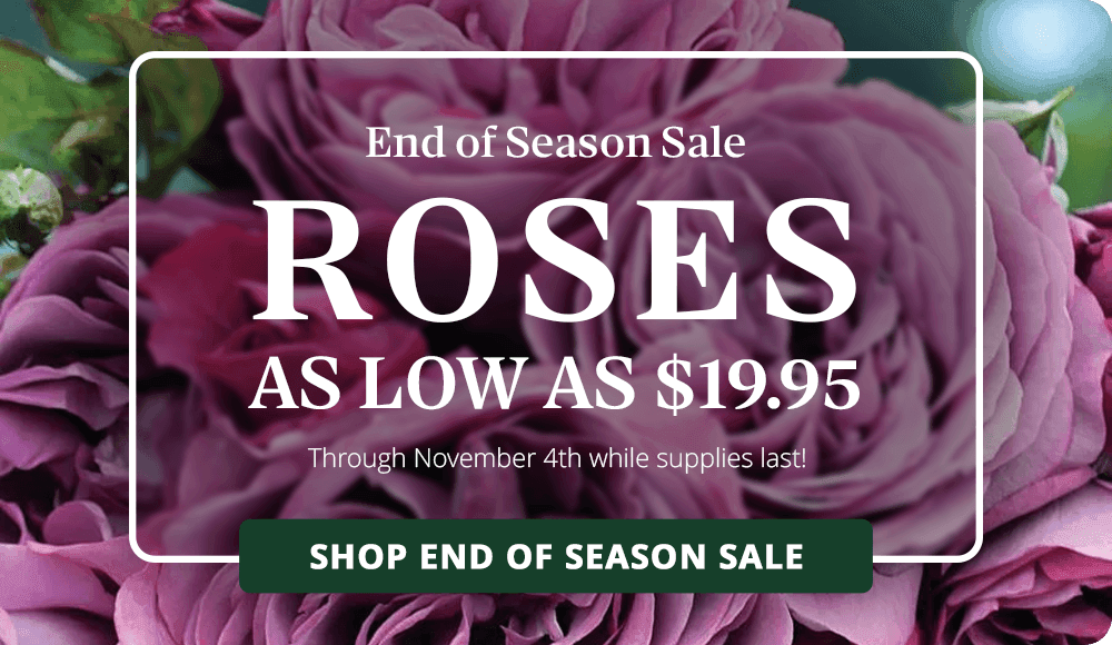 End of Season Savings: Plants Up to 60% Off while supplies last.
