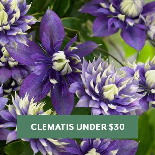 Clematis Under $30
