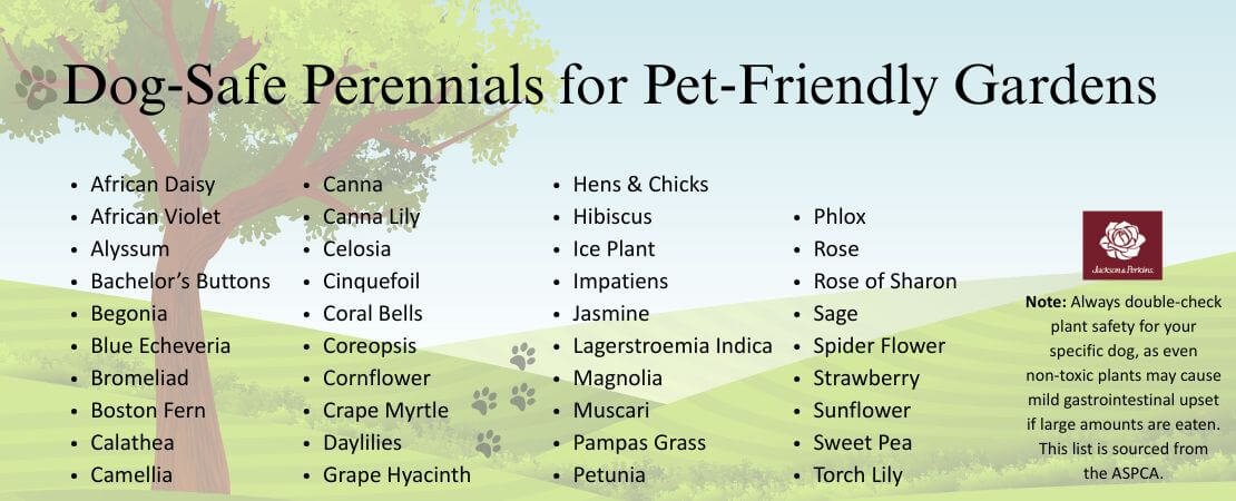 dog-safe perennial plants