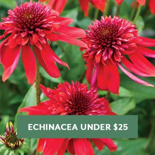 Echinacea Under $25