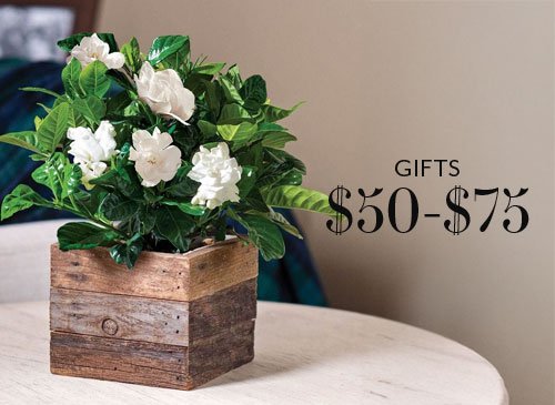 Gifts $50+