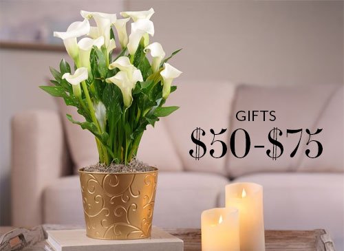 Shop Gifts $50 - $75