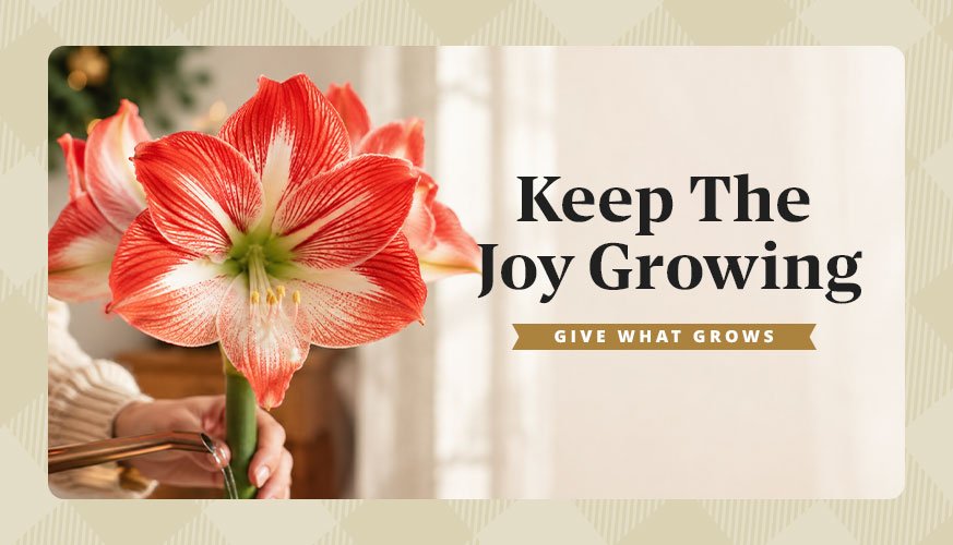 Gift Plant Care Guides Banner