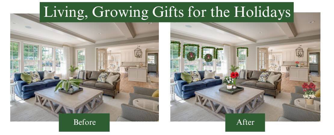 family room before and after adding holiday plant gifts
