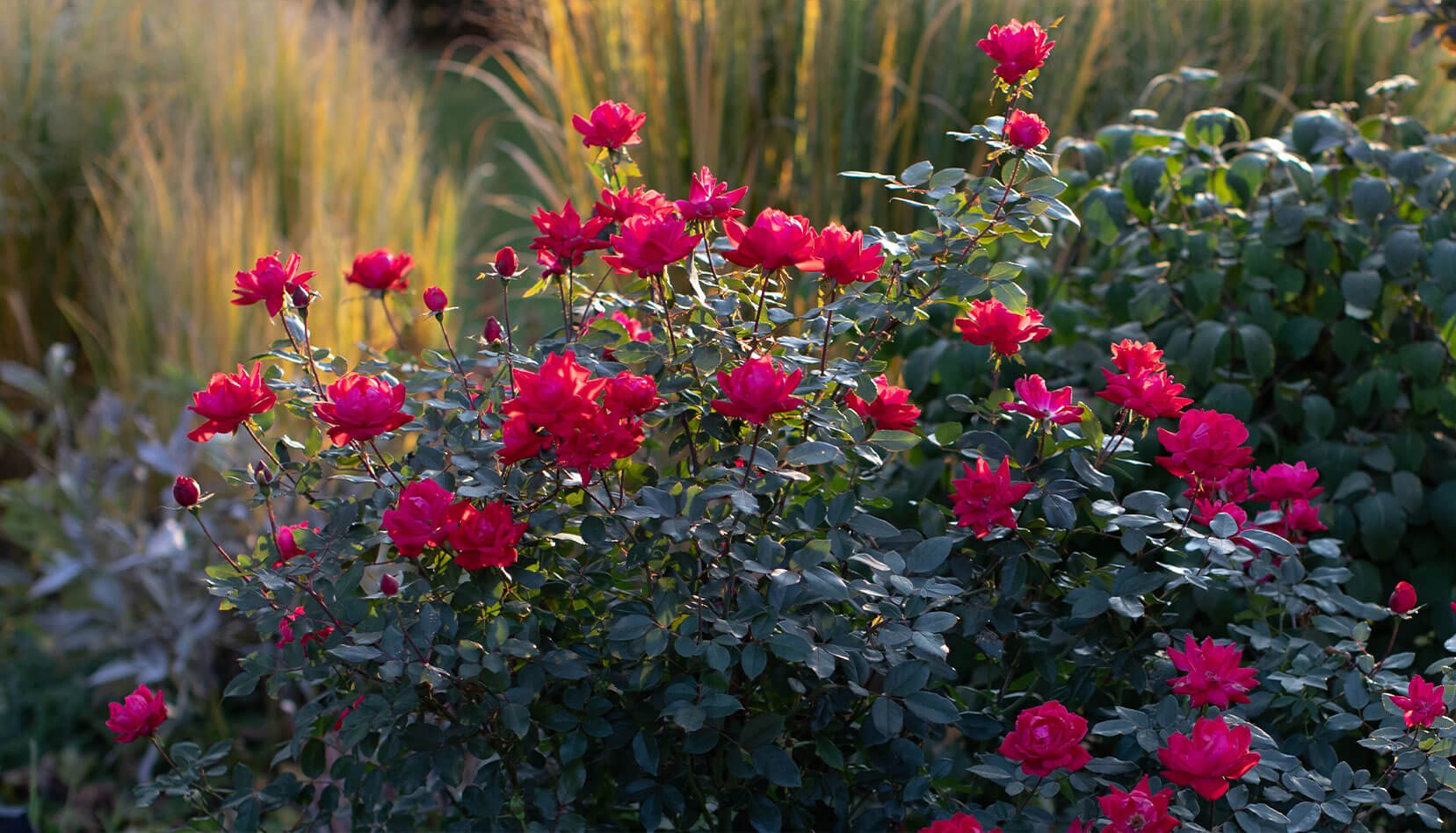 Knock Out Rose Closeup in a grass filled garden