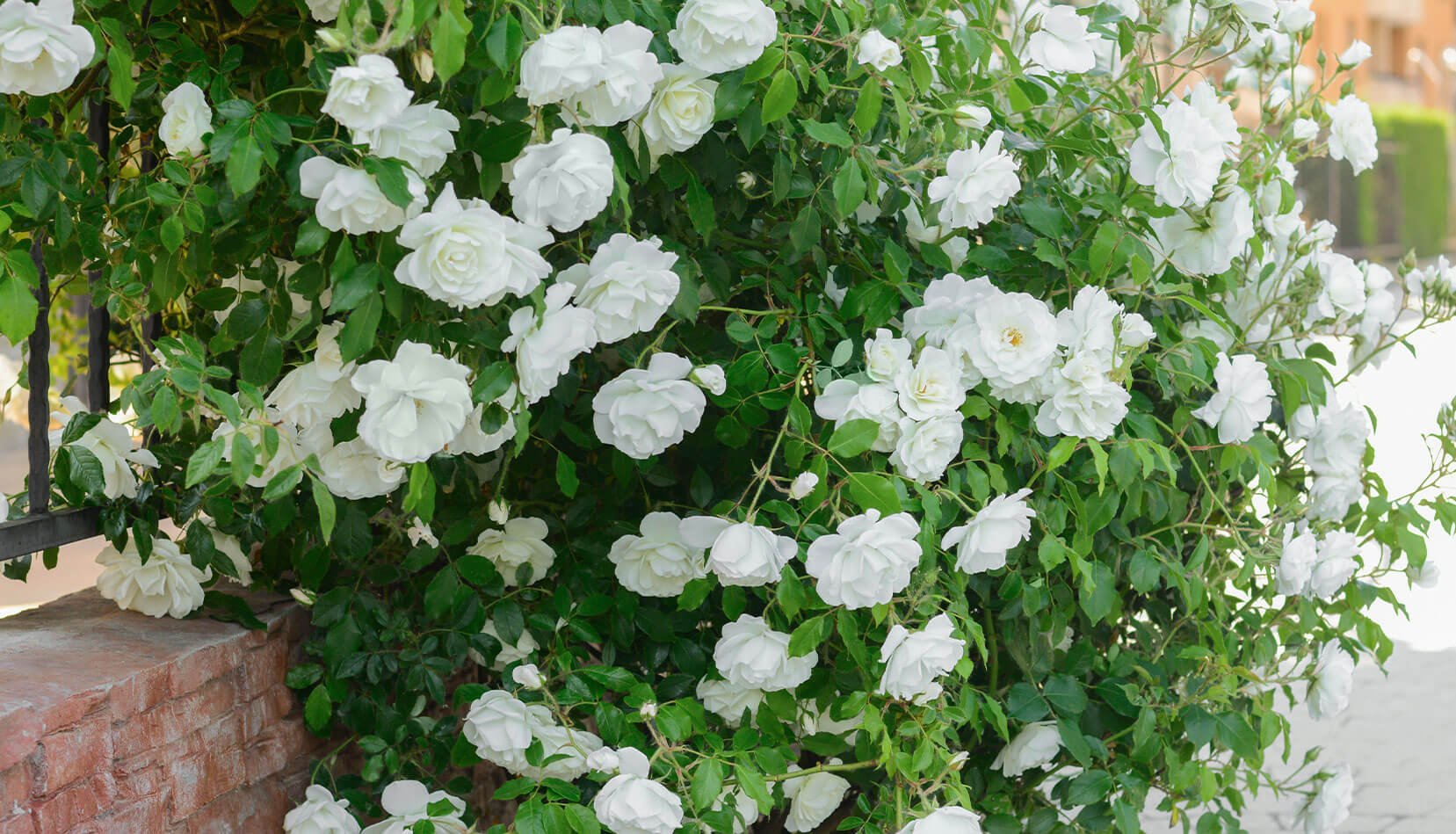 Jackson and Perkins Climbing Rose