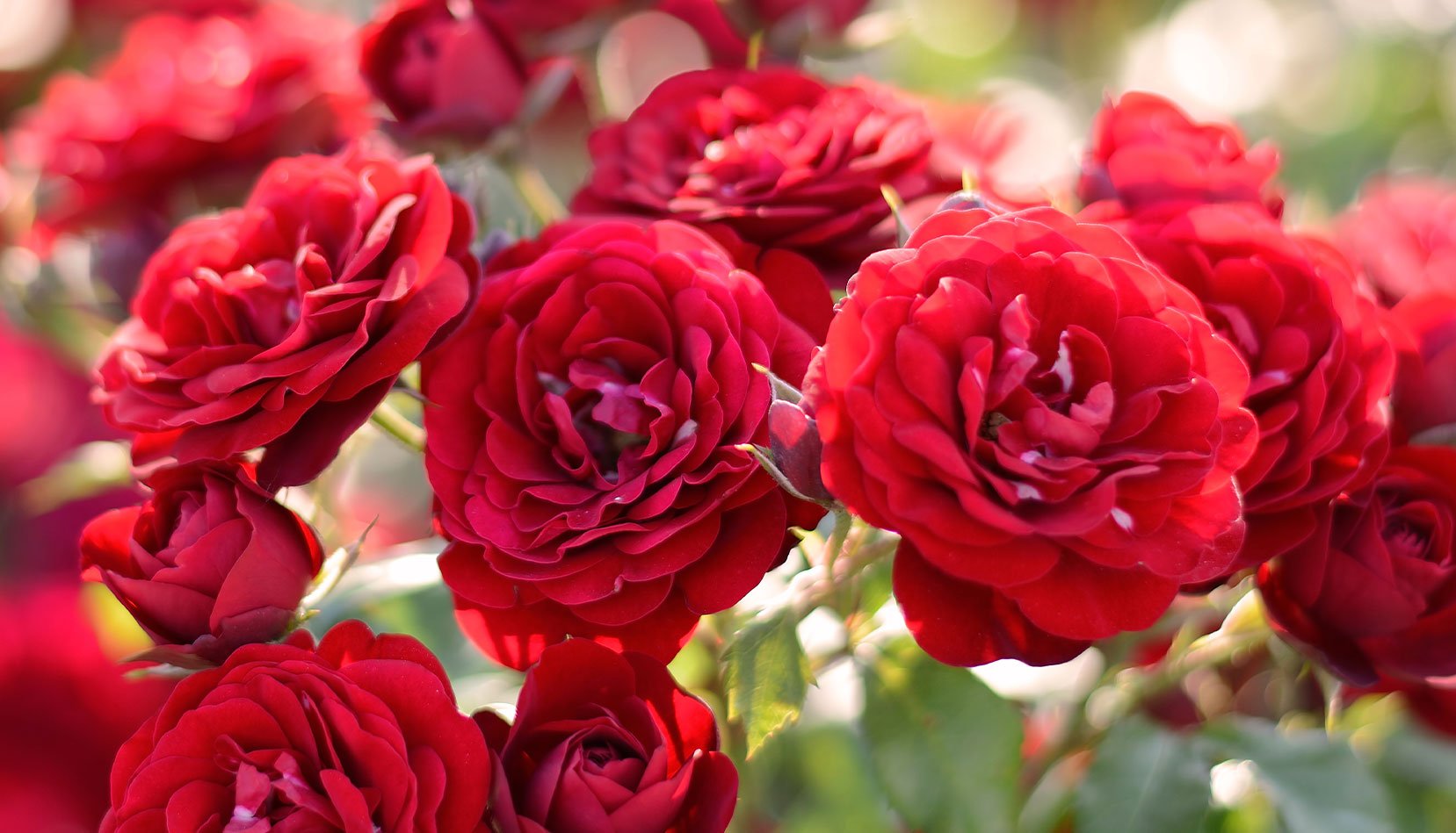 Bright Red Rose Clusters