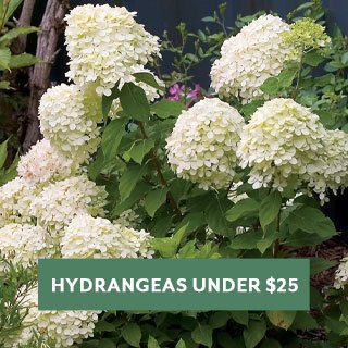 Hydrangea Under $25