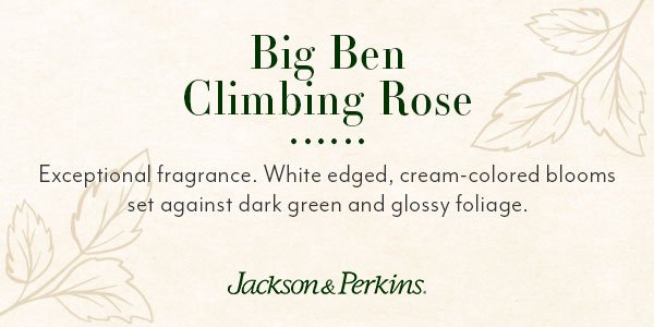 how we chose Big Ben for the Roses Around the World Collection