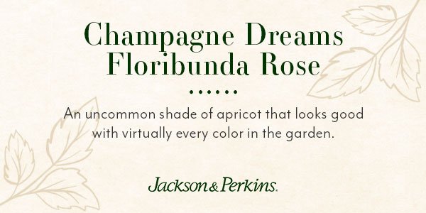 how did we choose Champagne Dreams for The Eclusive Introduction Collection