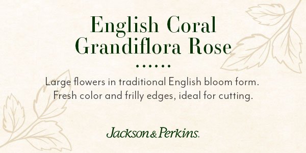 how we chose English Coral for The Exclusive Introduction Collection