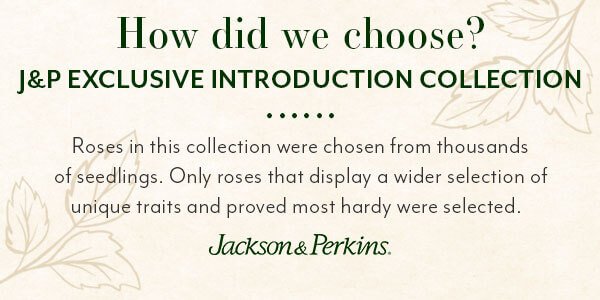 how did we choose graphic 