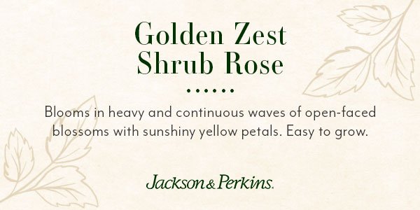 how did we choose Golden Zest for The Vault Collection