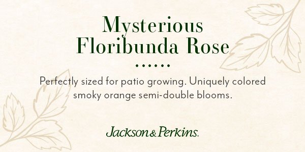 how we chose Mysterious for the Roses Around the World Collection