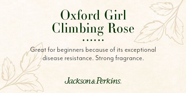 how we chose Oxford Girl for the Roses Around the World Collection