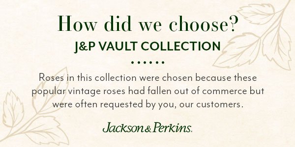 how did we choose graphic