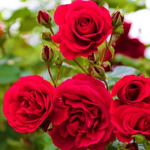 red roses in bloom