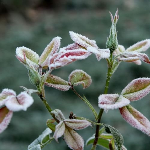 dormant roses covered in frost