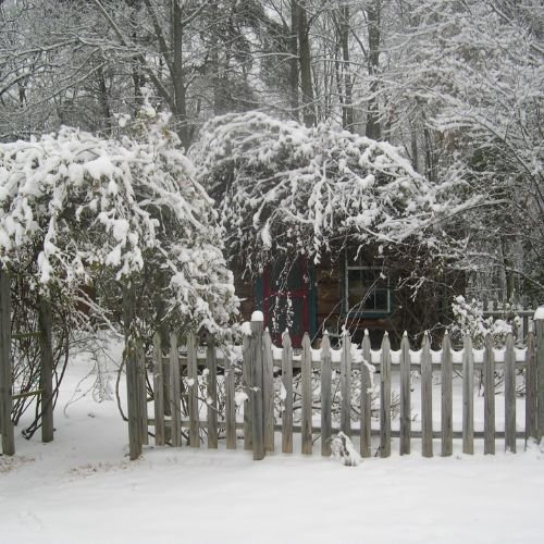 snow covering climbing roses