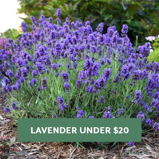 Lavender Under $20