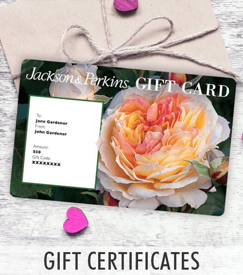 Gift Certificate