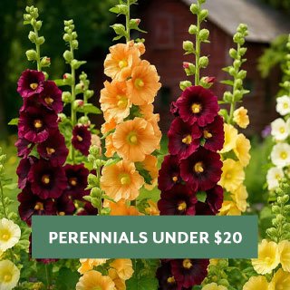 Perennials Under $20
