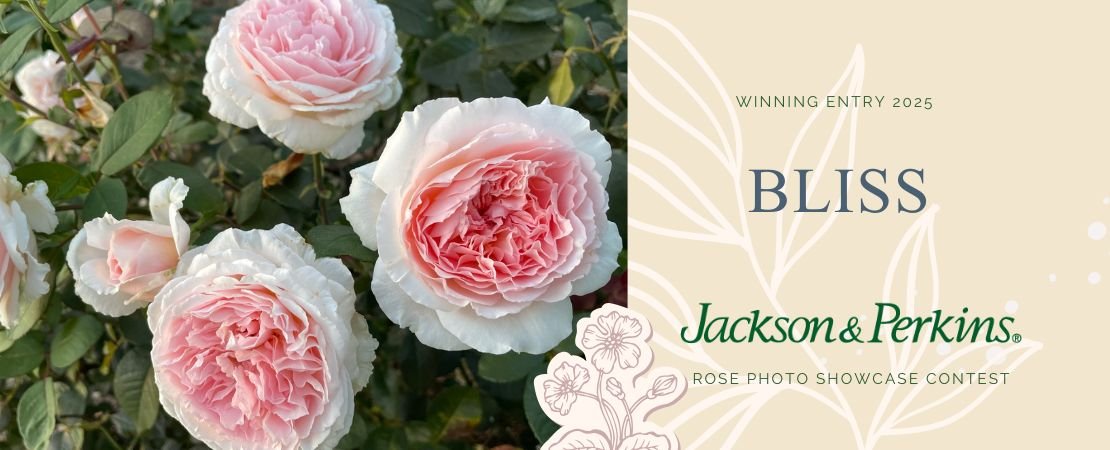 hybrid tea rose photo contest winner 2025