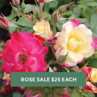 $25 Roses