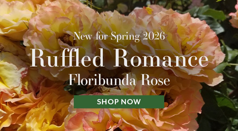 Ruffled Romance
