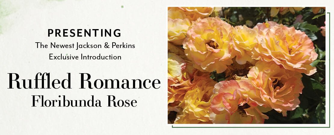 The Newest Exclusive Introduction: Ruffled Romance Floribunda Rose