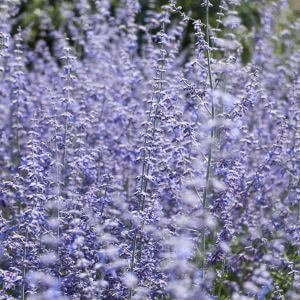 lavender sage