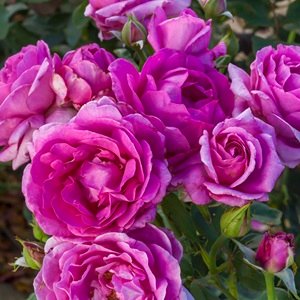 Simply Magnifiscent grandiflora rose