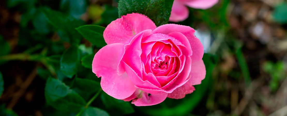 Main image for the article:What Kind of Mulch Should I Use?