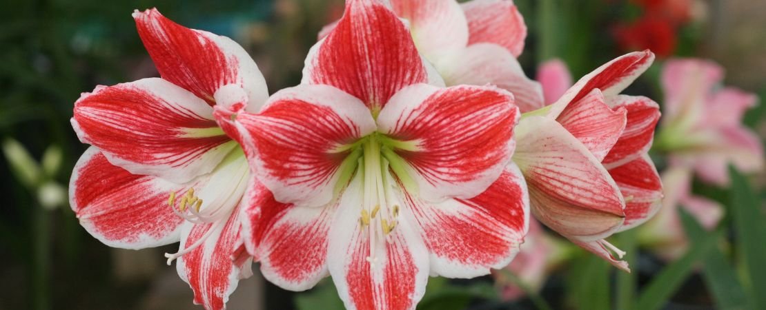 red and white amaryllis flowers in bloom