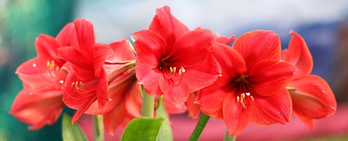 red amaryllis flowers blooming