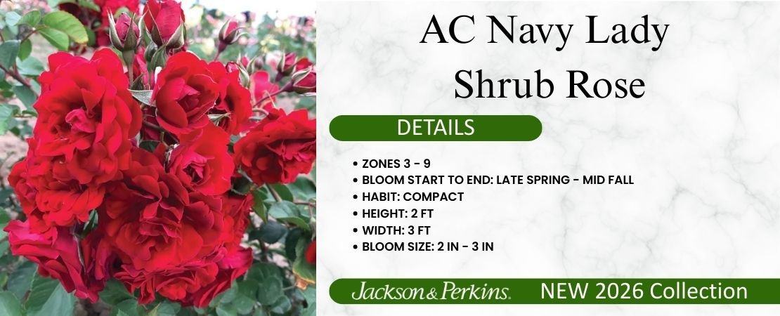 AC Navy Lady shrub rose
