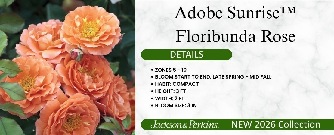 Adobe Sunrise floribunda rose