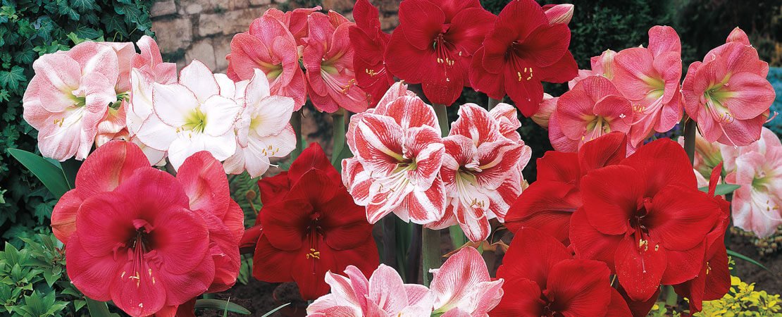 Main image for the article:All About Amaryllis