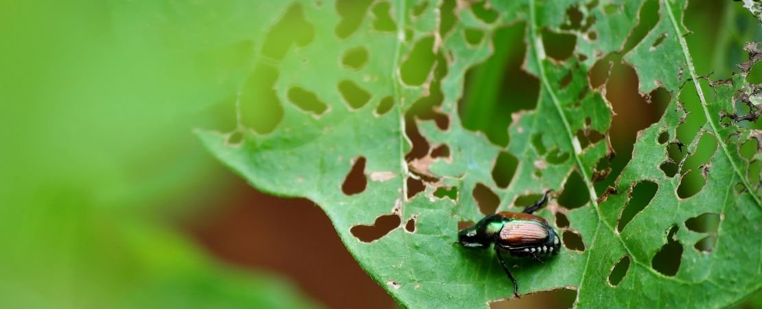 Main image for the article:All About Japanese Beetles and How to Combat Them Organically