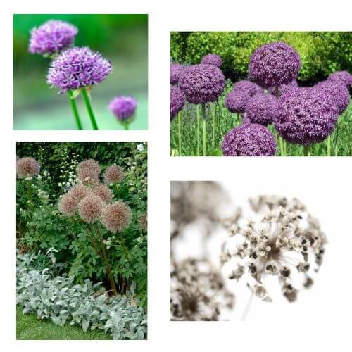 alliums in four seasons 