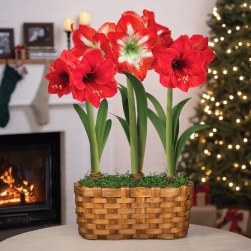 amaryllis flowers blooming in a decorative basket