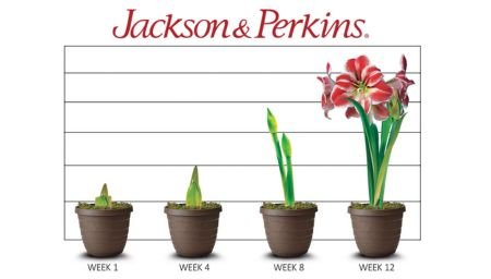 graphic showing the weeks to maturity for amaryllis flowers