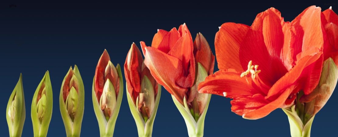 stages of blooming amaryllis flower
